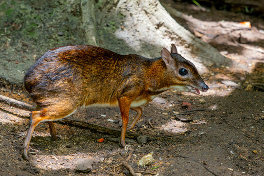 Pygmy Mouse Deer - Tragulus kanchil, beautiful small even-toed ungulate from Southeast Asian tropical forests, Malaysia.