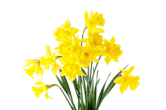 Bouquet of bright yellow spring daffodil flowers isolated on white background. Floral spring bouquet of narcissus.