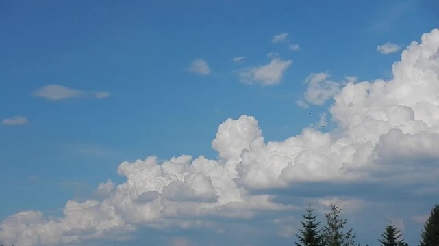 Blue sky with Cumulus clouds formation and birds in flying over trees in summer weather - natural sky background. Topics: cloudscape, meteorology, nature, natural environment, air space, cloud types