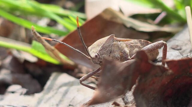 Bean Bug (Riptortus pedestris) Walking on Dry Leaves Towards Camera 2
학명: Riptortus pedestris

