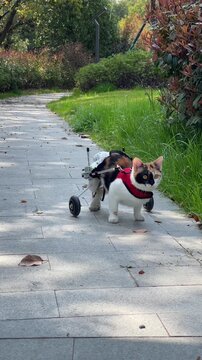 Disabled Calico Cat Using Wheelchair Observing on Garden Path