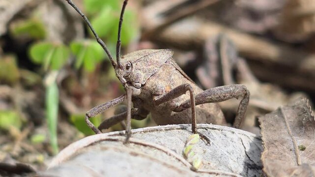 


Bean Bug (Riptortus pedestris) Walking on Dry Leaves Towards Camera 4
학명: Riptortus pedestris
