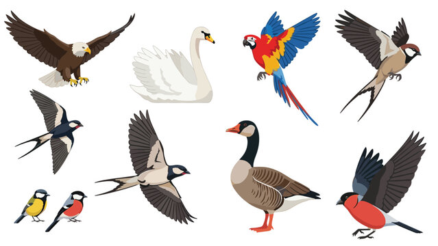 Colorful collection of various birds including eagle, swan, parrot, swallow, goose, and bullfinch isolated on white background.