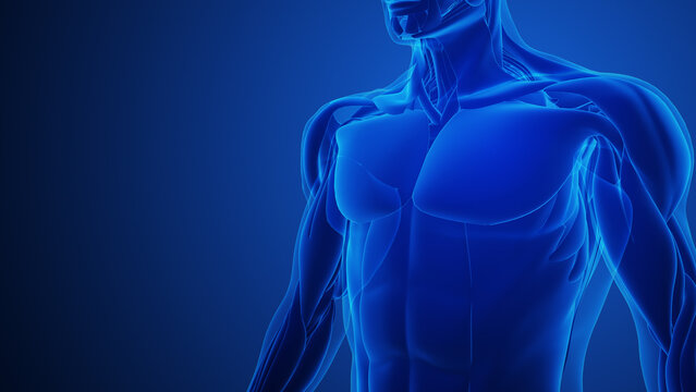 Chest Muscle Pain Anatomy Medical Concept Background
