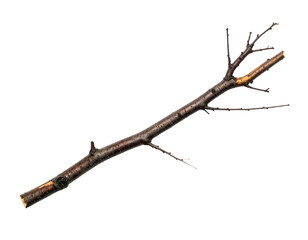 Fototapeta premium A thin, dark brown branch with many small twigs
