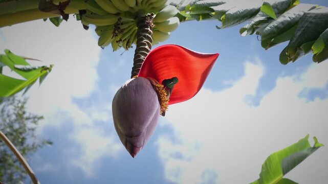 Hummingbird on a Banan flower