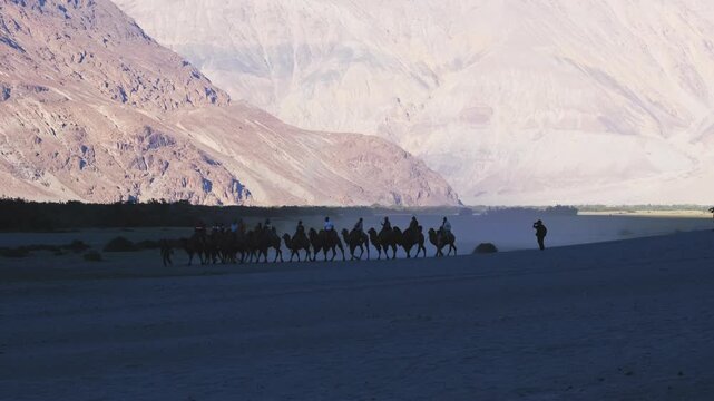 A cinematic scene of travellers riding double-humped Bactrian camels across the stunning Hunder Sand Dunes in Nubra Valley.