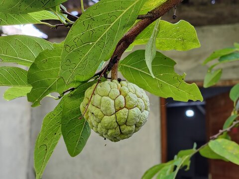 custard apple fruit, tropical sugar apple harvest. Annona squamosa Linn