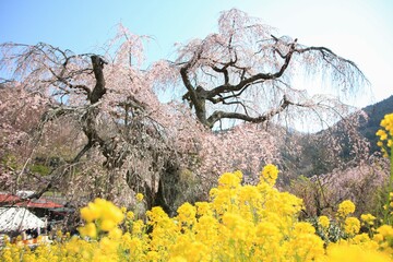 神奈川県松田町寄（ﾔﾄﾞﾘｷ）の風景。佐土原のしだれ桜。 © onaka