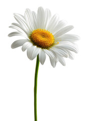 Fototapeta premium PNG Single daisy flower isolated beautifully.