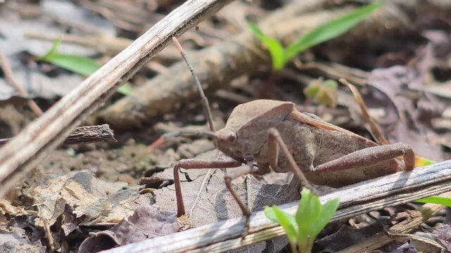Bean Bug (Riptortus pedestris) Walking on Dry Leaves Towards Camera  8
학명: Riptortus pedestris



 