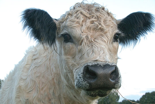 Nahaufnahme einer hellen Kuh auf Wiese