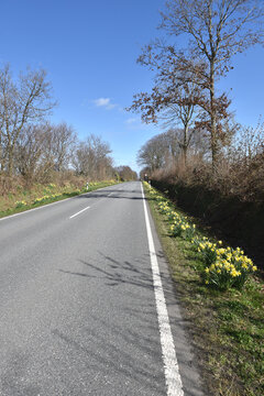 Osterglocken am Stra&szlig;enrand 