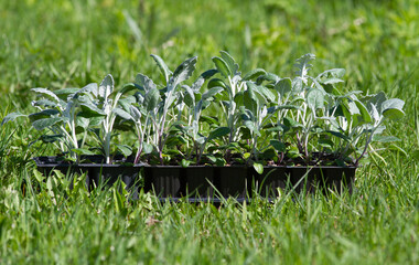 There is a box of flower seedlings on the green lawn