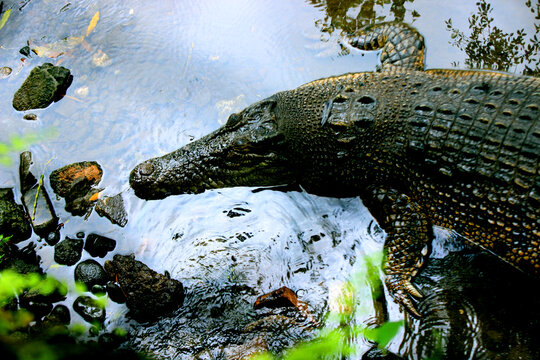 buaya muara, crocodile (Crocodylus porosus) Saltwater crocodile, Indo-Australian crocodile, Man-eater crocodile. sunbathing at the swamp zoo