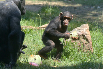 Fototapeta premium A young Chimpanzee with a frozen treat at the Johannesburg Zoo, 6 October 2023.