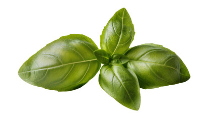 Fototapeta premium Fresh green basil leaves a culinary herb, isolated on transparent background