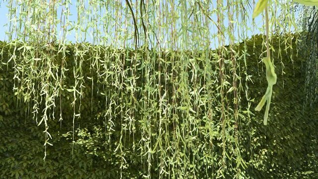 Hanging Willow Leaves over Green Ivy Wall in Sunny Garden Background