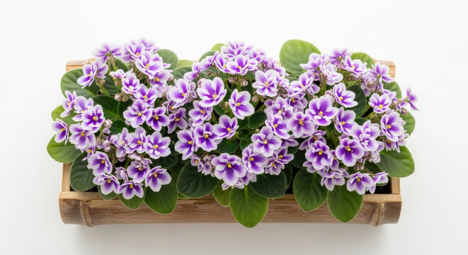Vibrant purple gloxinia flowers in a rustic wooden container