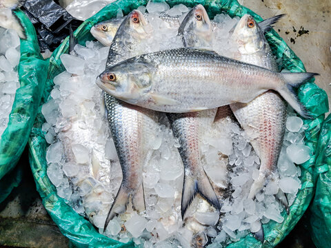 Hilsa fish (Tenualosa ilisha) for sale at Digha coastal fish market, India. Ilis Fish Market.