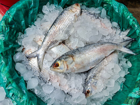 Fresh catch hilsa fish at a traditional fish market in Digha Mohona, West Bengal
