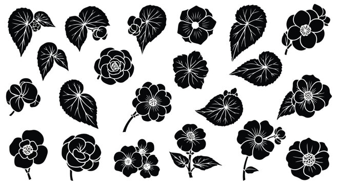 Collection of black silhouette floral elements and begonia leaves isolated on a white background for design