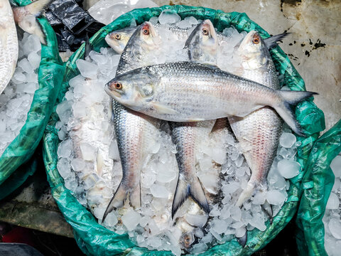 Close-up of fresh hilsa fish being sold at India Market