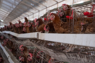 Chicken coop in Kilifi county, Kenya © Julian