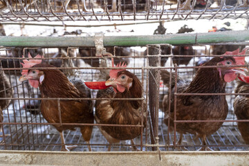 Chicken coop in Kilifi county, Kenya © Julian
