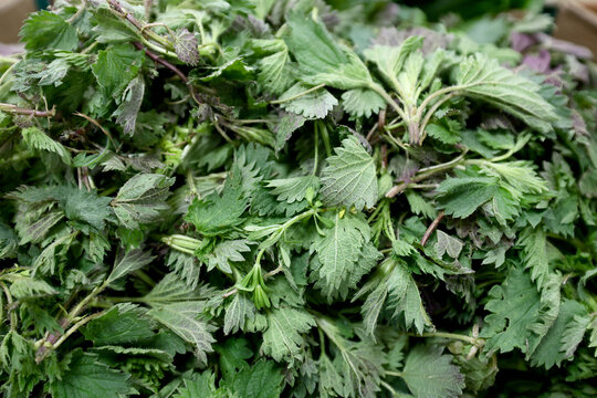 Stinging nettle , Urtica dioica, collected from the culture and presented for sale by farmers and vegetable growers.