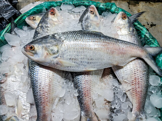 Obraz premium Raw hilsa fish on display at a local market in Digha Mohona, West Bengal