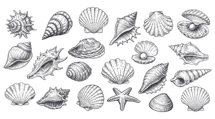 Seashells vector set, hand drawn marine collection, vintage engraved shells and starfish, ocean beach illustration bundle © Bohdan