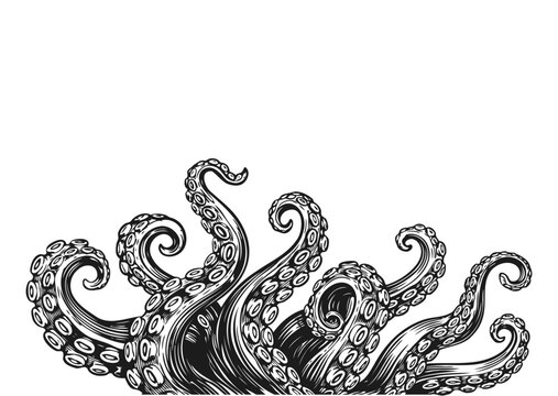 Octopus tentacles hand drawn engraving illustration, vintage sea monster kraken style line art black and white
