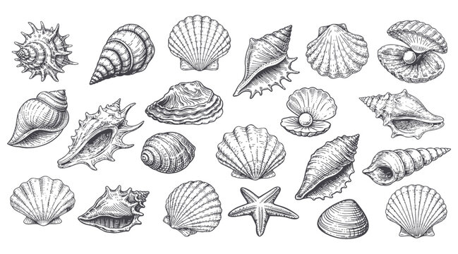Seashells vector set, hand drawn marine collection, vintage engraved shells and starfish, ocean beach illustration bundle