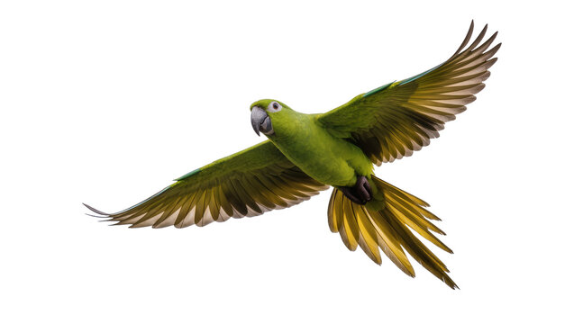 Green parrot with yellow wing tips in flight, isolated on transparent background