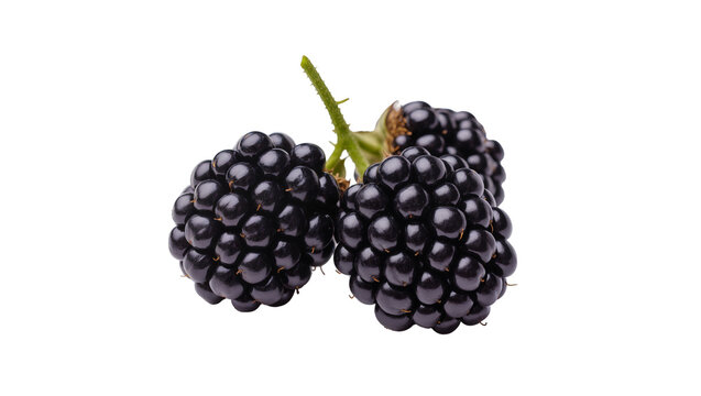 Three ripe blackberries on a green stem, isolated on transparent background