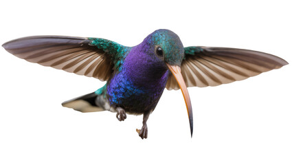 Iridescent purple and green hummingbird hovering with wings spread, isolated on transparent background © Bogdan