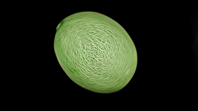 Macro Extreme Close-up of Fresh Green Muskmelon Cantaloupe with Detailed Netted Skin Rotating on Black Background