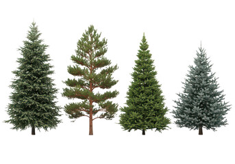 Obraz premium Three christmas trees of varying heights and greenery displayed side by side isolated on transparent background
