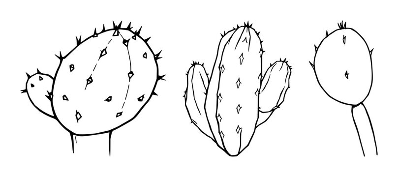 Prickly pear cactus pad set with black line art on white background featuring cactus, desert plant, botanical illustration with minimal lines and botanical detail