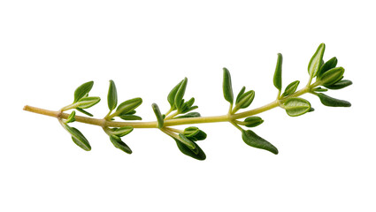 Fresh green thyme sprig with small leaves, isolated on transparent background © Bogdan