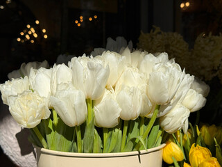 Bouquet of beautiful white tulips.