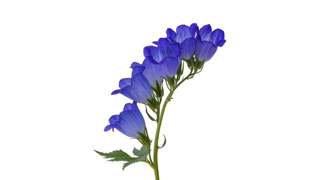 Branch of blue bellflowers with green leaves, isolated on transparent background
