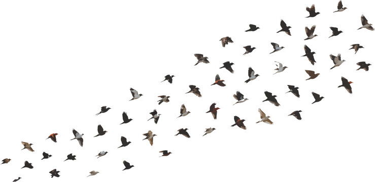 Flock of birds, flying birds, bird migration, wildlife vector