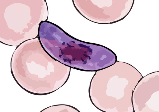 Plasmodium falciparum illustration
