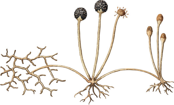 Rhizopus oligosporus illustration