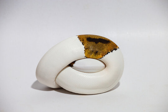 Piebald ball python (Python regius) coiled on white background, exotic reptile pet with unique white and brown pattern, isolated studio shot, perfect for wildlife, pet care, and educational use.