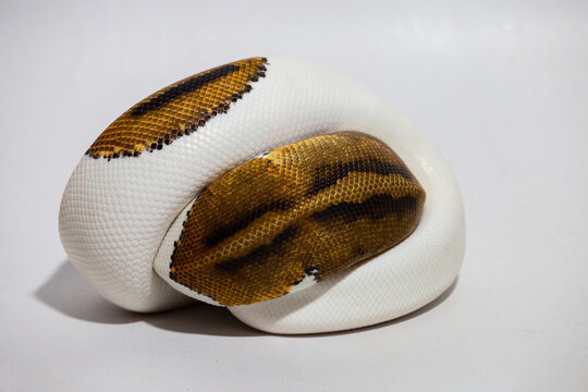 Piebald ball python (Python regius) coiled on white background, exotic reptile pet with unique white and brown pattern, isolated studio shot, perfect for wildlife, pet care, and educational use.
