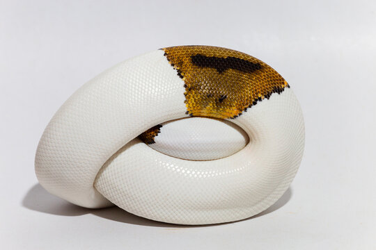 Piebald ball python (Python regius) coiled on white background, exotic reptile pet with unique white and brown pattern, isolated studio shot, perfect for wildlife, pet care, and educational use.