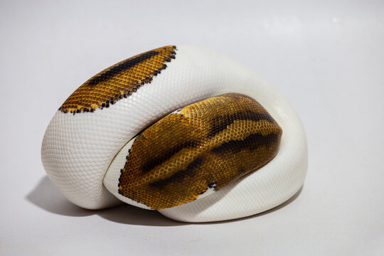 pied, piebald, animal, background, ball python, ballpython, closeup, constrictor, curled, danger, defensive, exotic, head, herpetology, hybrid snake, natural, pet, pets, poisonous snake, predator, pyt